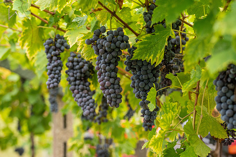 ブランデーの種類とは？ウイスキーとの違いや原料・ランクの仕組み